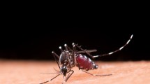 Imagen de Por qué crece la preocupación por el dengue en Patagonia