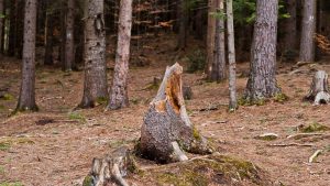 Cuáles son las 5 estrategias esperanzadoras para cuidar la naturaleza