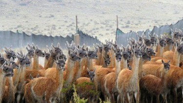 La esquila de guanacos silvestres es una alternativa complementaria para la producción ganadera/INIBIOMA/Conicet