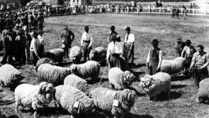 Expo Rural de Neuquén: la ganadería ovina busca recuperar su esplendor