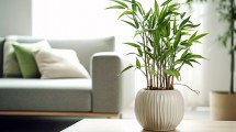 Imagen de Ni potus ni helecho: cuál es la planta que purifica el aire, decora la casa y no requiere mantenimiento