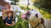 Imagen de Cómo hacer para que mi perro o gato no tenga un golpe de calor este verano