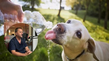 Cómo hacer para que mi perro o gato no tenga un golpe de calor este verano