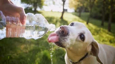 La hidratación es clave en días de calor extremo. El agua debe renovarse constantemente. 