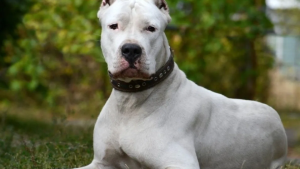 Brutal ataque de un dogo a una nena de 4 años en Cutral Co: cómo es su estado de salud