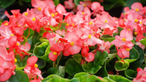 Cuáles son las plantas con mejor aroma y muchas flores para tener en casa: todas son de fácil cuidado