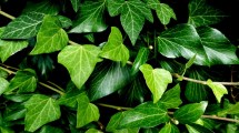 Imagen de La planta trepadora que crece muy rápido y resiste a todos los climas: ideal para cubrir cercos