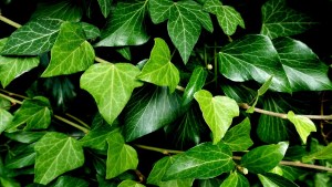 La planta trepadora que está en tendencia: crece muy rápido y resiste a todos los climas, ideal para cubrir cercos