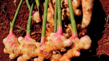 El jengibre no solo es útil en la cocina o la salud, también puede desempeñar un papel en el manejo de plagas en el huerto.