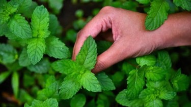 La menta es una planta versátil que no solo aporta frescura y sabor a nuestras comidas, sino que también ofrece múltiples beneficios para la salud.-
