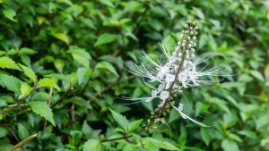Esta infusión es perfecta para limpiar los riñones: combate los cálculos y las infecciones urinarias