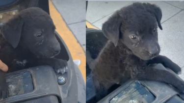 Qué pasó con el perrito que fue encontrado encerrado en el baúl de una moto, en Roca