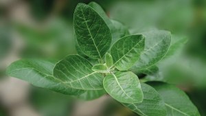 Una planta que potencia la memoria, reduce el estrés y mejora el sueño: cómo conseguirla