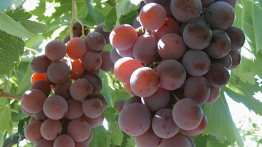 Robaron uvas de una chacra en Huergo y piden no consumirlas: ¿qué riesgos puede tener para la salud?