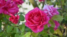 Imagen de Enero es el mes para podar tu rosal si querés que explote de flores en primavera: cómo lograrlo