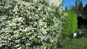 La planta trepadora ideal para formar cercos: crece rápido y es de fácil cuidado