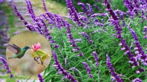 Imagen de La planta fácil de cuidar en verano que atrae colibríes y mariposas a tu jardín