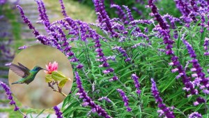 La planta fácil de cuidar en verano que atrae colibríes y mariposas a tu jardín