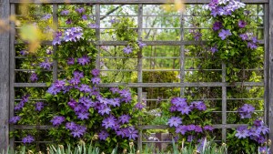 La planta trepadora similar al jazmín, pero más fácil de cuidar y con flores todo el año