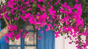 Verdes y con flores todo el año: las siete plantas trepadoras que resisten el calor, el frío y son fáciles de cuidar