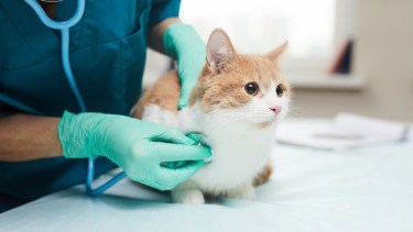Cipolletti: nuevas fechas para castraciones gratis y atención de perros y gatos en febrero 2025