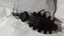 Imagen de Las vinchucas halladas en Río Negro no transmiten Chagas: lo confirmó el Ministerio de Salud