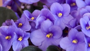 La planta de interior que tiene flores violetas durante todo el año y es fácil de cuidar