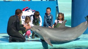 Aquarium de Mar del Plata baja el telón: ¿qué pasará con sus habitantes marinos?