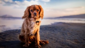 Las Grutas, playas sin mascotas: resistencias, multas y perros abandonados en los autos