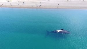 La playa de la Patagonia con aguas transparentes elegida entre las mejores de Sudamérica
