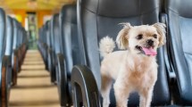 Imagen de Viajar con tu perro o tu gato en colectivo: qué exigen las empresas de micros de larga distancia