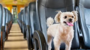 Viajar con tu perro o tu gato en colectivo: qué exigen las empresas de micros de larga distancia