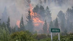 Incendios voraces en la región: preocupa la proliferación de pinos que son altamente inflamables