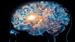 Revelan que los nervios, el páncreas y los riñones tienen recuerdos como las neuronas