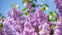 Imagen de Ocho plantas arbustivas que requieren muy poco riego y son muy fáciles de cuidar