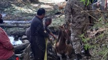 Imagen de Heroico rescate en Neuquén: policía y vecinos salvaron a un caballo atrapado en el arroyo Durán