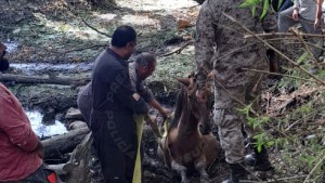 Heroico rescate en Neuquén: policía y vecinos salvaron a un caballo atrapado en el arroyo Durán