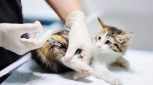 Imagen de Ofrecen atención primaria gratis para perros y gatos en Cipolletti: cuándo y cómo acceder a esta