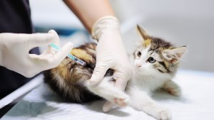 Ofrecen atención primaria gratis para perros y gatos en Cipolletti: cuándo y cómo acceder a esta