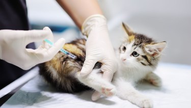 Atención primaria gratis para perros y gatos en Cipolletti.