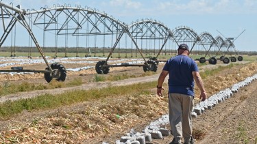 Papas en Río Negro. Una producción con altísima capacidad de crecer en Valle Medio.