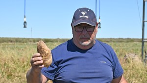 El potencial de Río Negro en la producción de papas