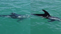 Imagen de Video | Sorpresa en Las Grutas: un delfín «antártico» visitó a los turistas en la costa de Río Negro