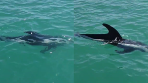 Video | Sorpresa en Las Grutas: un delfín «antártico» visitó a los turistas en la costa de Río Negro