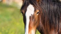 Imagen de El animal cambió la organización de las comunidades indígenas en Patagonia norte