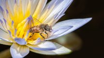 Imagen de Qué tan peligroso puede ser el éxito de las especies invasoras