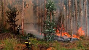 Incendios en Chile, a la altura de Neuquén: 34 focos activos en La Araucanía arrasaron con 6.600 hectáreas