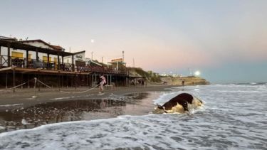Las Grutas: se resolvió el misterio de la vaca que apareció flotando en el mar. Foto: La Gaceta del Golfo
