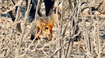 Imagen de Incendios en Lanín, Bariloche y El Bolsón: la pérdida de biodiversidad preocupa a los especialistas