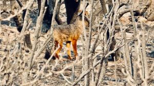 Incendios en Lanín, Bariloche y El Bolsón: la pérdida de biodiversidad preocupa a los especialistas